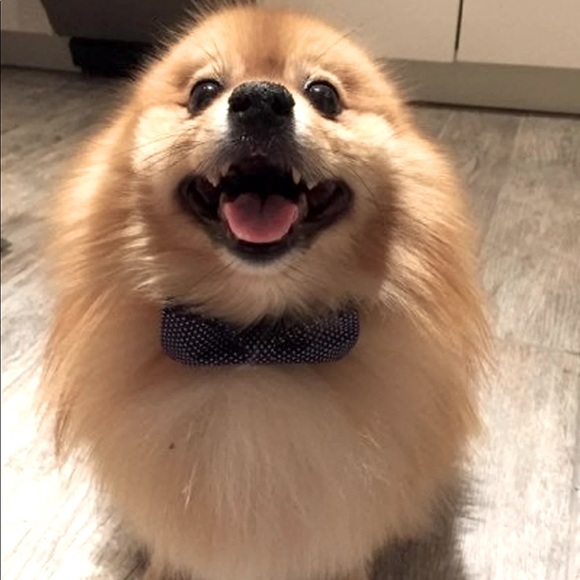 Pet Polka Dot Bow Tie Collar - Picture 2 of 9